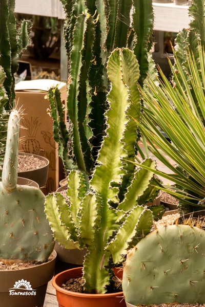 Image d'un cactus Euphorbia variegata.